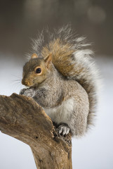 Tree squirrel