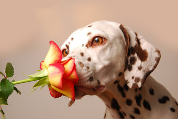 Wanna be my Valentine?