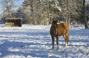 Fototapeta na wymiar Winter horse