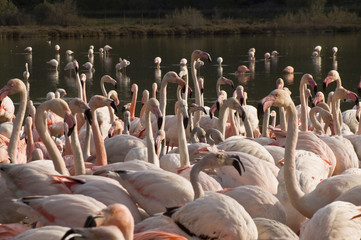 Crowd of flamingos in South France