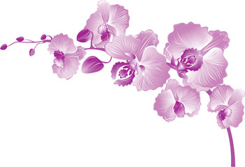 Vectr illustration of purple orchid.