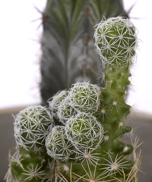 Cactus closeup