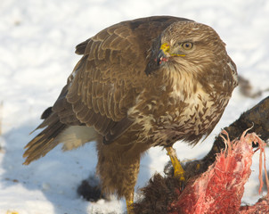 common buzzard (Buteo buteo) in a winter scene