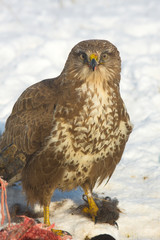 Common buzzard (Buteo buteo) on a winter scene