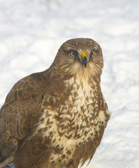 common buzzard (Buteo buteo) in a winter scene