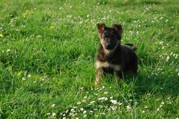 Schäferhundwelpe