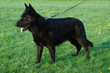 Schäferhund