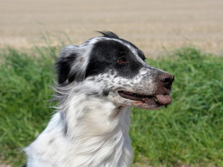 Hund mit Dreck an der Schnauze steckt die Zunge raus