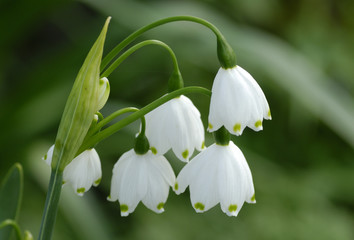 Märzenbecher