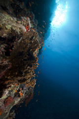 Plakat Tropical reef and marine life in the Red Sea.