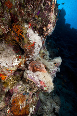 Fototapeta na wymiar Smallscale scorpionfish and tropical reef in the Red Sea.