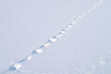 Line of many footsteps on winter snow