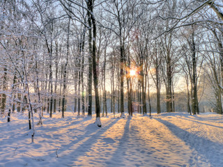 Wintersun in snowy forrest (HDR)