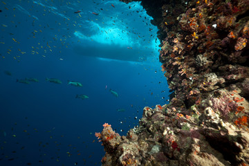 Fototapeta na wymiar Tropical reef and marine life in the Red Sea.
