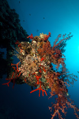 The Dunraven wreck and marine life in the Red Sea.
