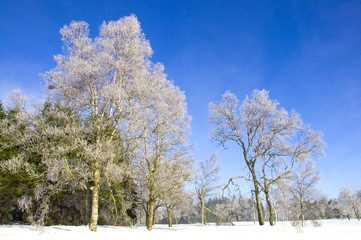 B&auml;ume im Winter