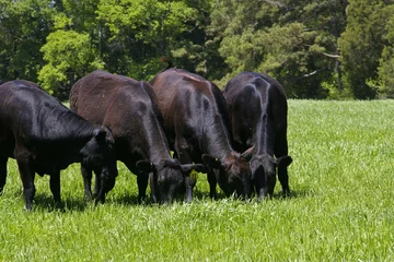 Cercles muraux Vache Troupeau Black Angus