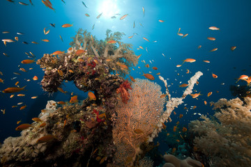 Fototapeta na wymiar The Dunraven wreck and marine life in the Red Sea.