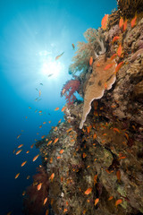 Fototapeta na wymiar Tropical reef and marine life in the Red Sea.