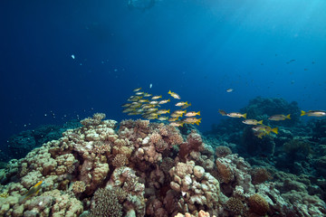 Fototapeta na wymiar Ehrenberg's snappers and tropical reef in the Red Sea.