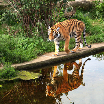 Mirroring of tiger from Prague zoo