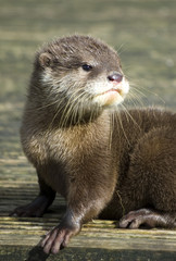 Baby Otter - Cute