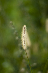 blade of grass