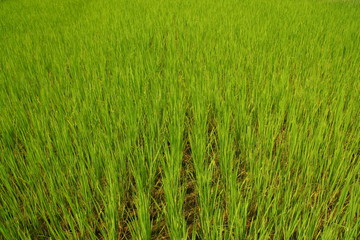 riz, Viet Nam