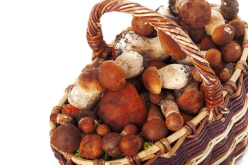 Basket of mushrooms