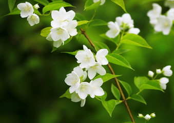 Beautiful blossoming branch of jasmine
