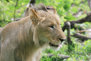 Lion qui tire la langue