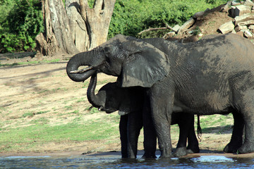 Éléphant et éléphanteau près de la rivière Chobe