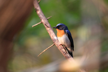 ノドアカヒメアオヒタキ