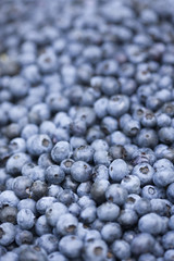 収穫したブルーベリー