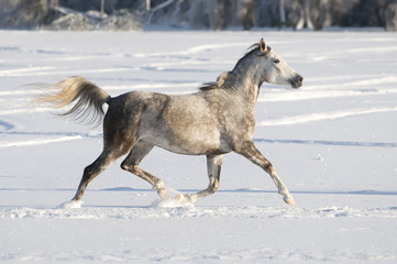 Fototapeta na wymiar white horse runs trot