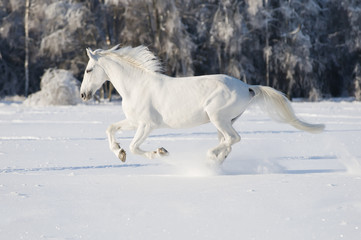 Naklejka na ściany i meble biały koń biegnie galopem
