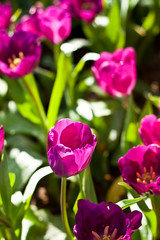 Obraz premium tulip
