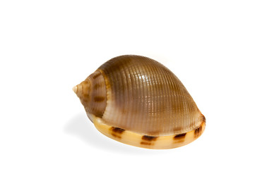 coquillage phalium saburon
