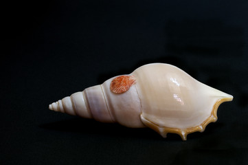 coquillage tibia pewwisi