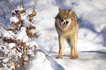 Alphawolf aggressiv
