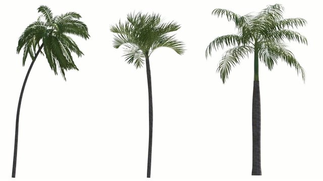 Photorealistic Palms Animated by Wind, with Alpha Channel