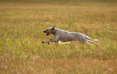 english setter