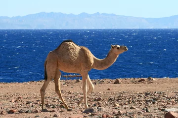 Poster de jardin Chameau Jeune chameau au bord de la mer Rouge
