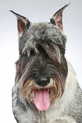 Close-up portrait of a Mittel-schnauzer dog on grey background
