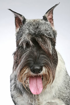 Close-up Portrait Of A Mittel-schnauzer Dog On Grey Background