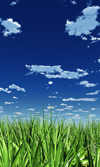 XXL Gras Himmel Panorama 05