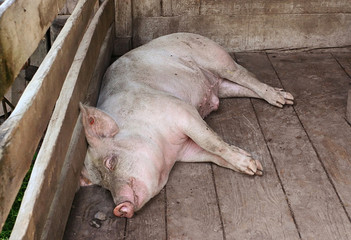 Big pig sleeping in a pigpen