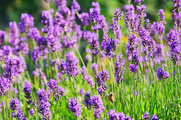 Lavendel - lavender 55