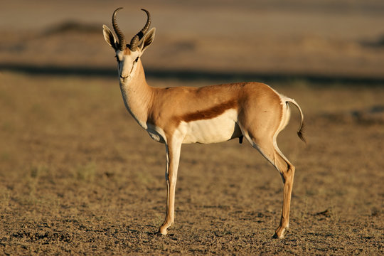 Springbok antelope