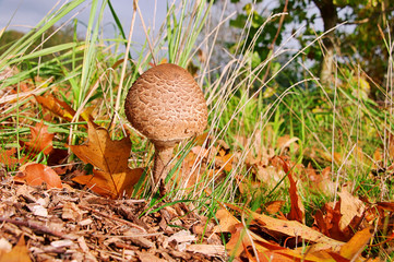 Riesenschirmpilz - Parasol mushroom 13